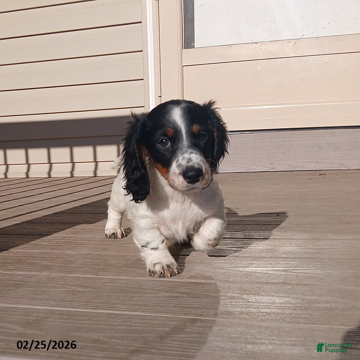 Miniature Dachshund dogs Cupid - Ad 2