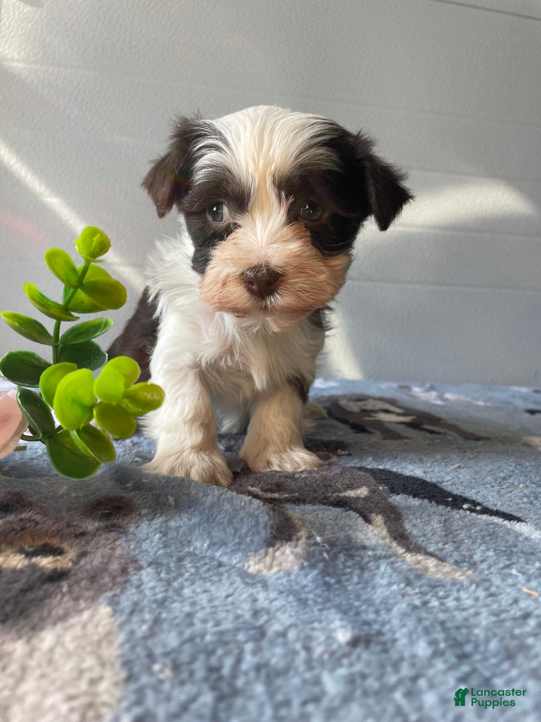 Havanese dogs for sale: Cuddles - Ad 4