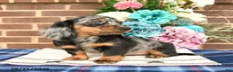 Miniature Dachshund dogs for sale: Liz  - Ad 4