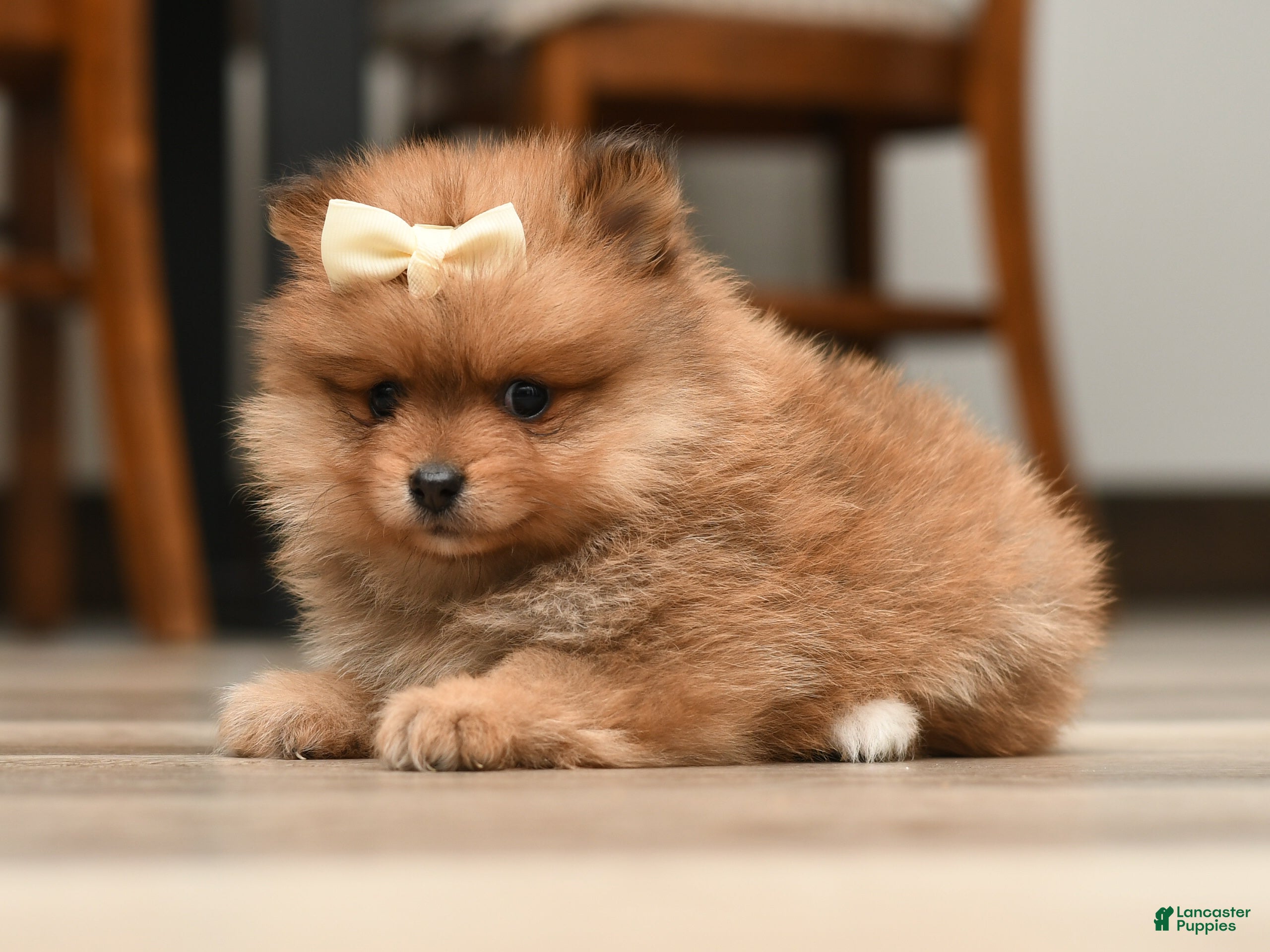 Pomeranian dogs Tinker Bell - Ad 2