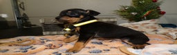 Miniature Pinscher dogs for sale: Miniature Pinscher Puppy 2 Lenny - Ad 2