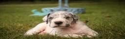 Great Dane dogs for sale: Colton Great Dane  - Ad 7
