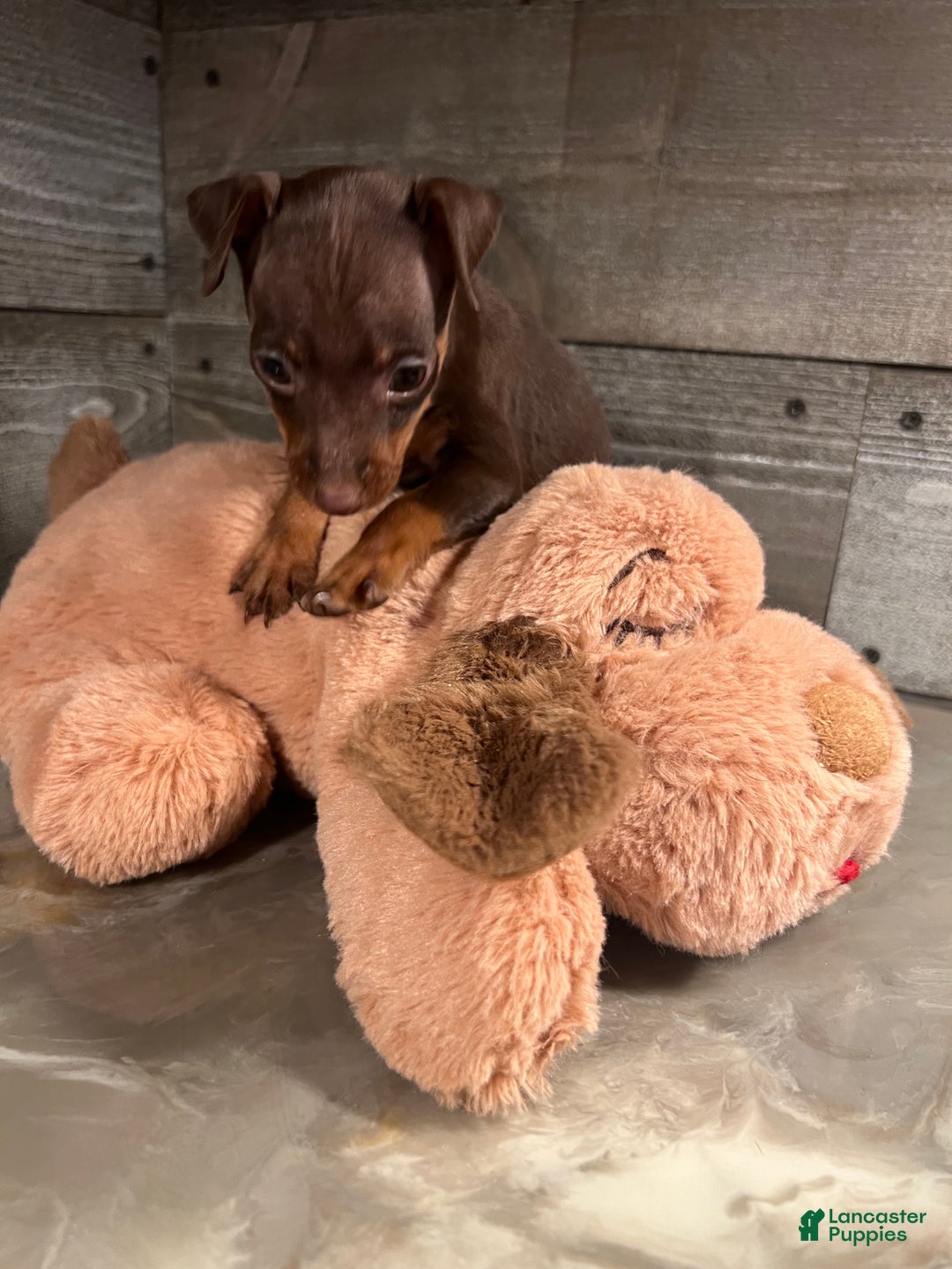 Miniature Pinscher dogs for sale: Ruby - Ad 13