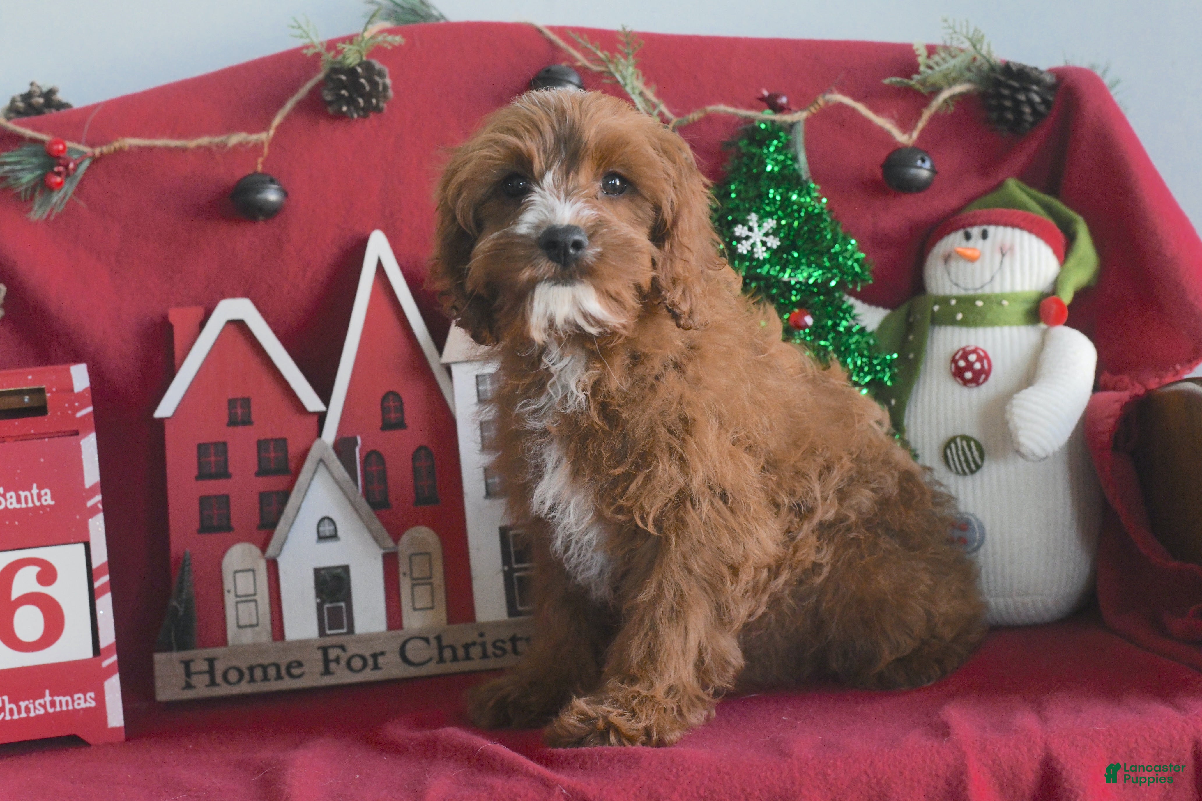 Cavapoo dogs Morris - Ad 39