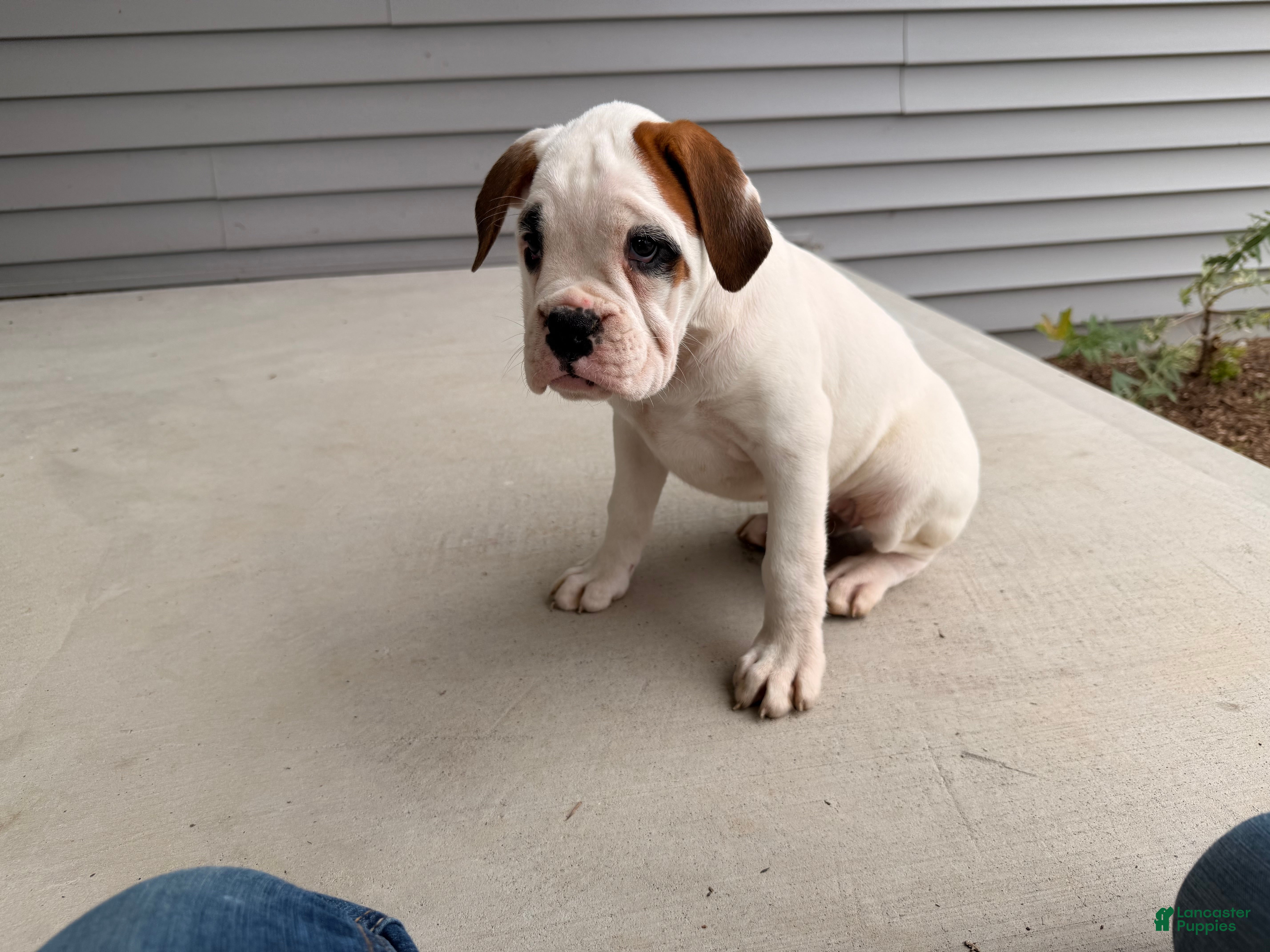 Boxer dogs  Ember - Ad 2