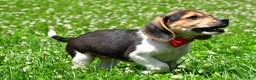 Beagle dogs for sale: Vance - Ad 7