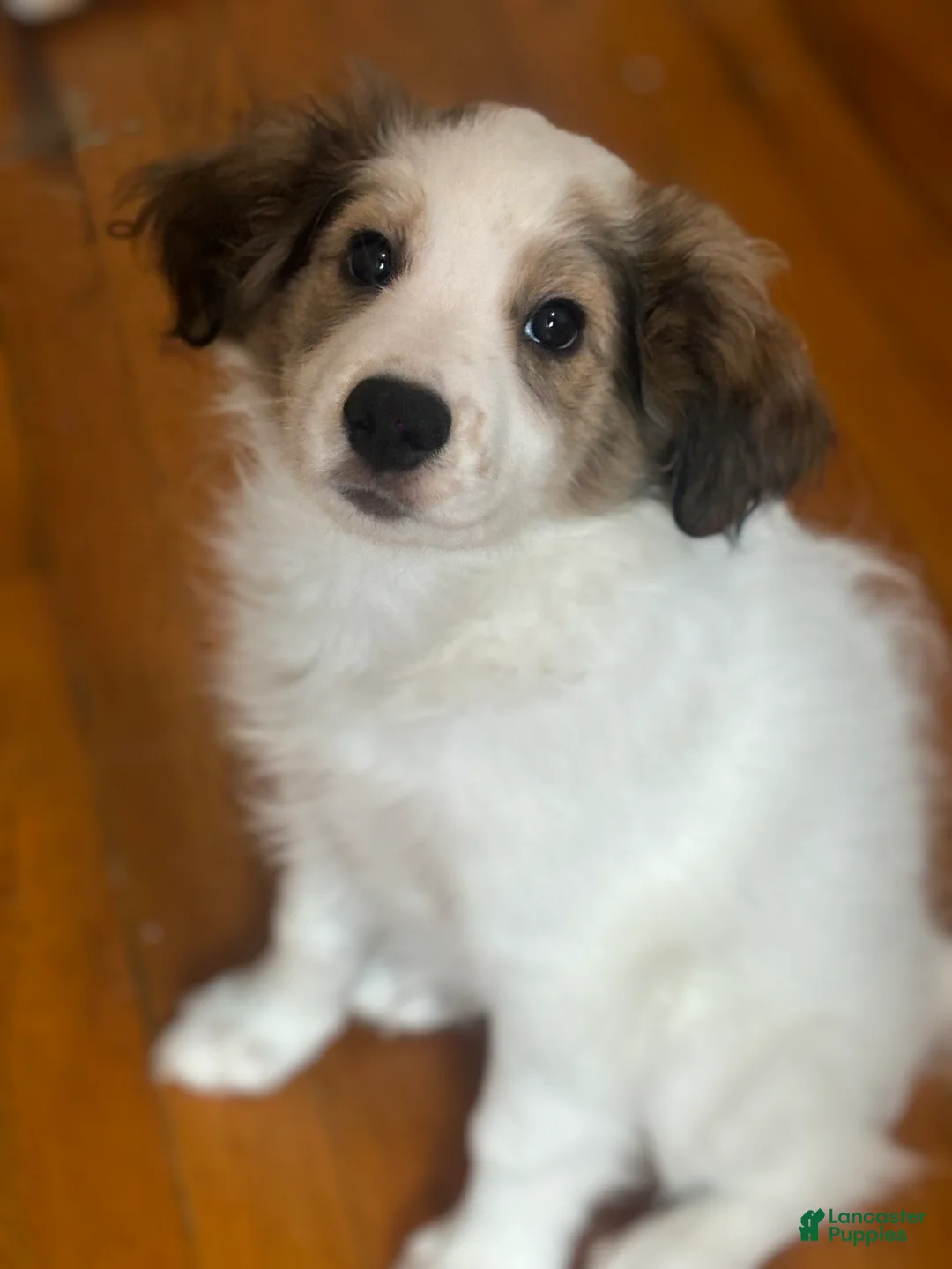 Mixed Breed dogs for sale: Two spot  - Ad 1