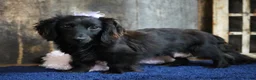 Miniature Dachshund dogs for sale: Prudy - Ad 5