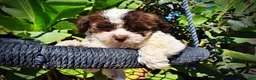 Havapoo dogs for sale: Noella - Ad 3
