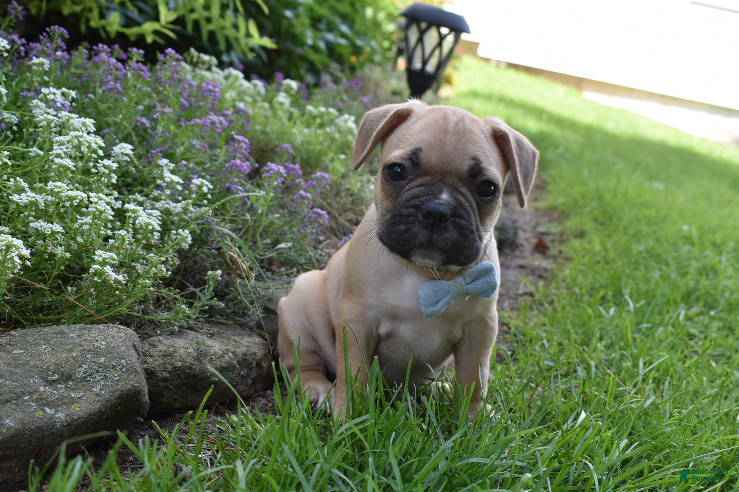 Frug dogs Mario  - Ad 2