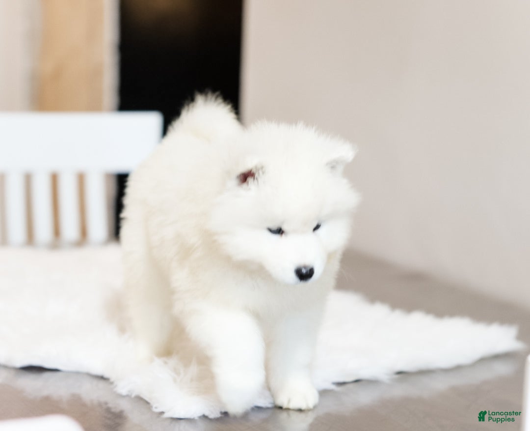 Samoyed dogs Sprout  - Ad 2