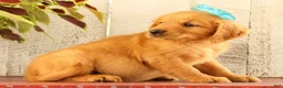 Golden Retriever dogs for sale: Nala - Ad 4