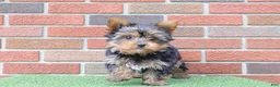 Yorkshire Terrier dogs for sale: Tracker  - Ad 2