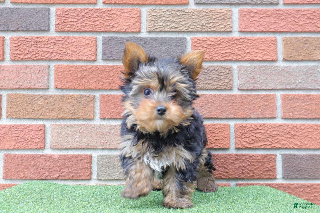 Yorkshire Terrier dogs for sale: Tracker  - Ad 2
