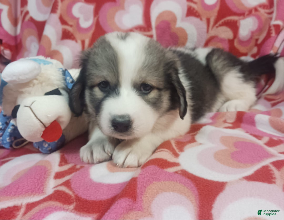 Mixed Breed dogs for sale: Tinsel - Ad 2