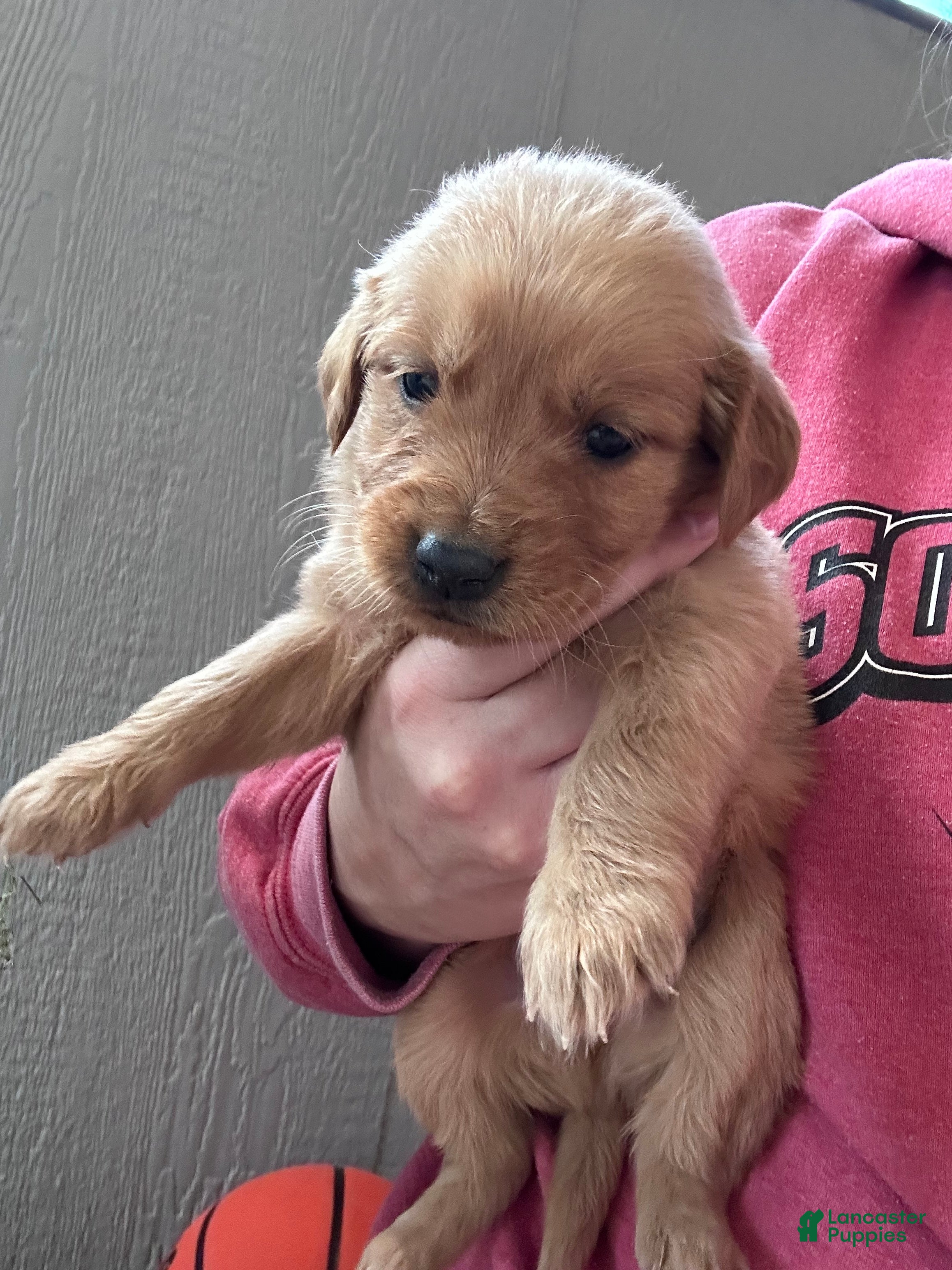 Golden Retriever dogs for sale: Duke (green) - Ad 3