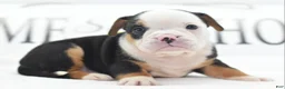 Mixed Breed dogs for sale: Diesel - Ad 24