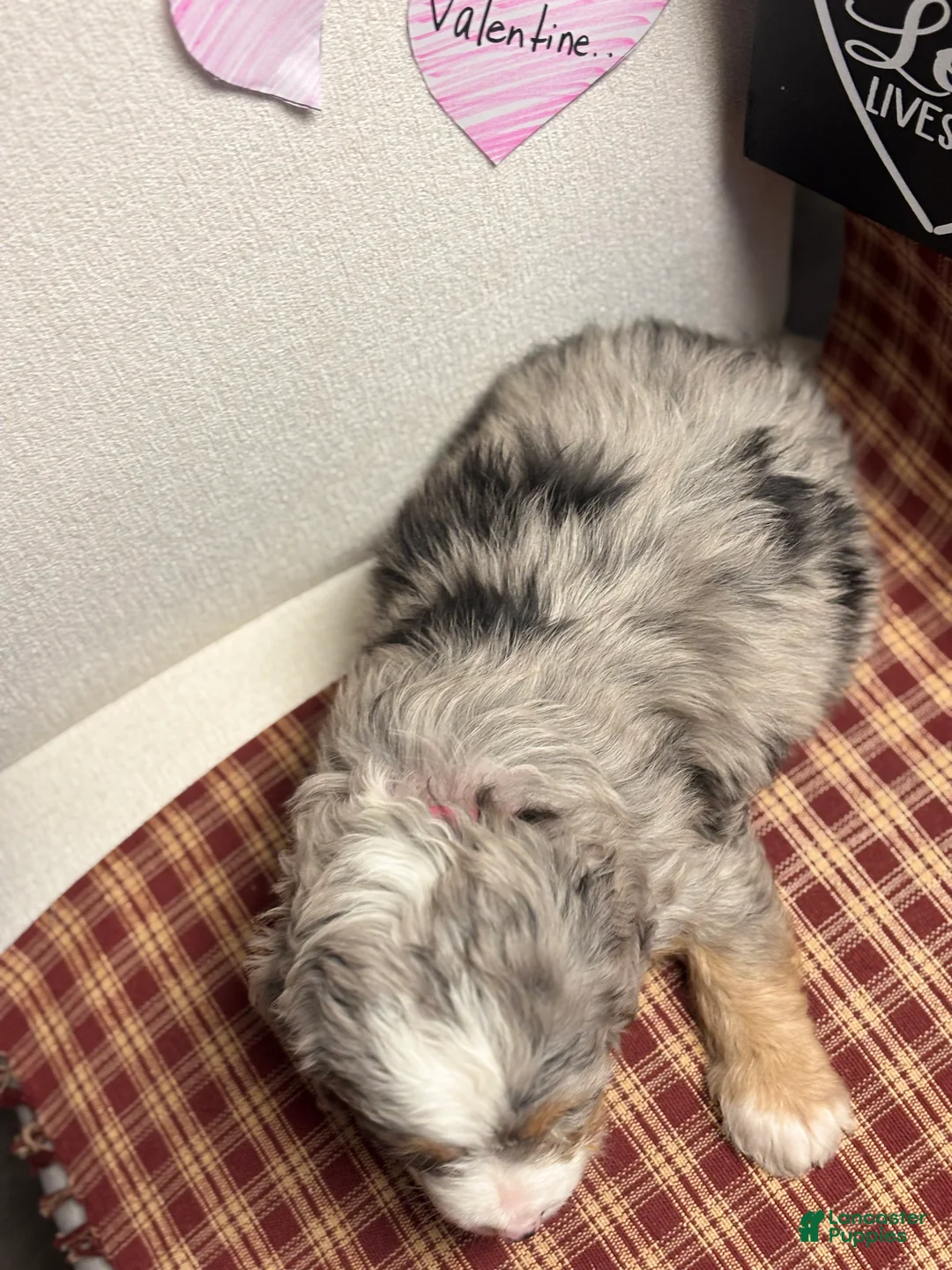 Mini Bernedoodle dogs for sale: Chloe Mini Bernedoodle Puppy 2 - Ad 14