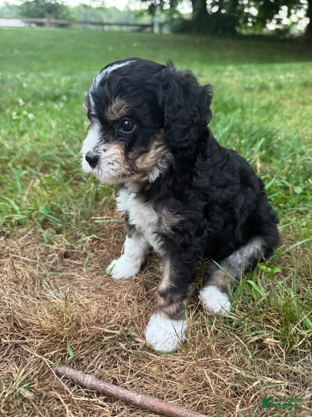Mini Bernedoodle dogs for sale: Gale - Ad 2