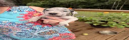 Great Dane dogs for sale: David Lee - Ad 4
