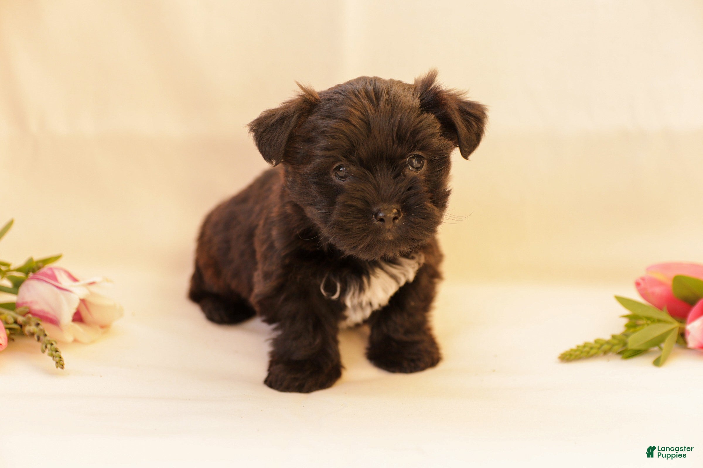 Yorkiepoo dogs Diamond - Ad 1