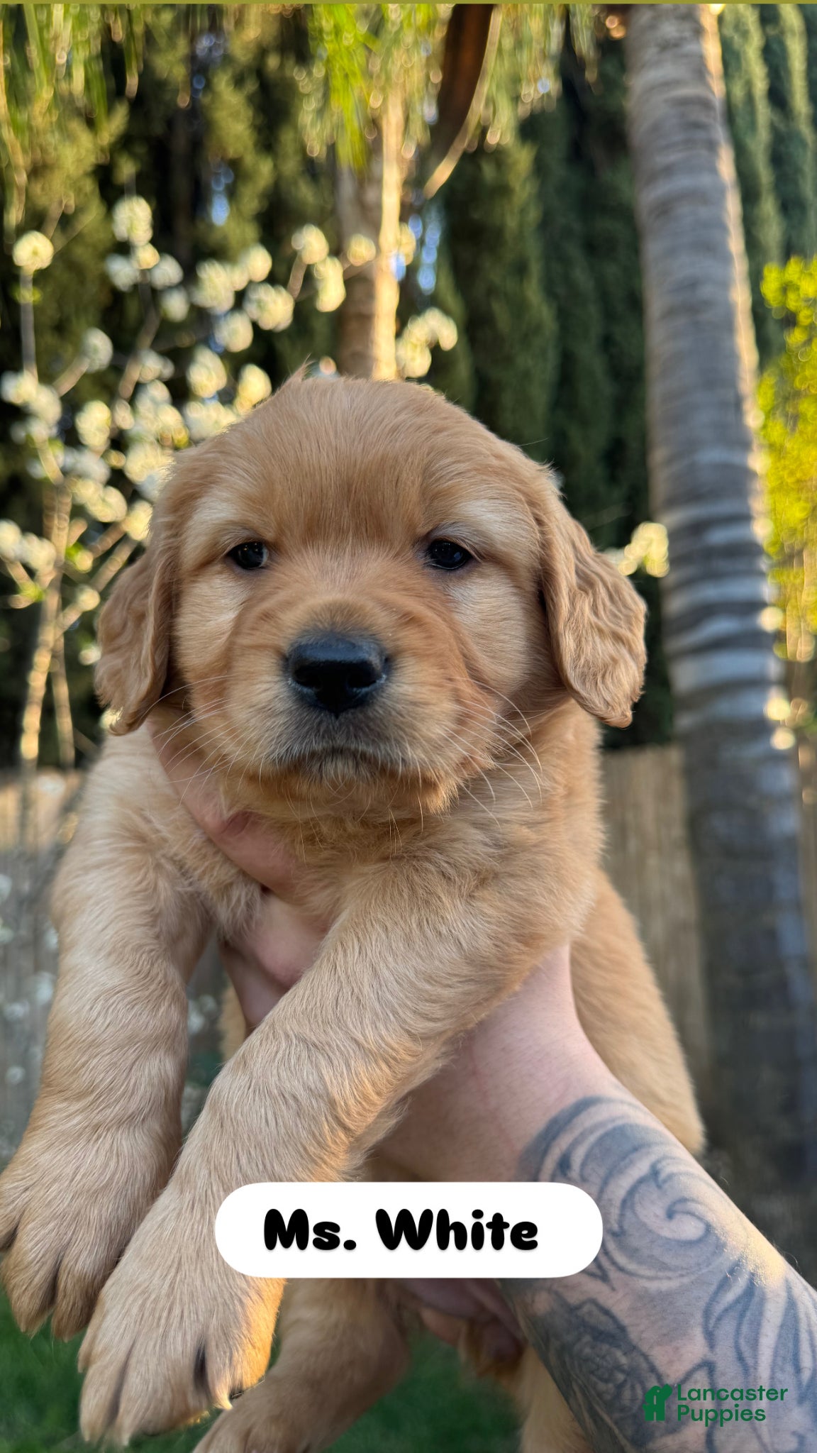 Golden Retriever dogs Ms. White - Ad 10