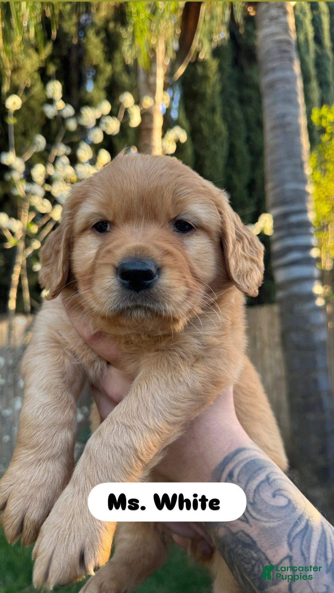 Golden Retriever dogs for sale: Ms. White - Ad 1