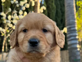 Golden Retriever dogs Ms. White - Ad 10