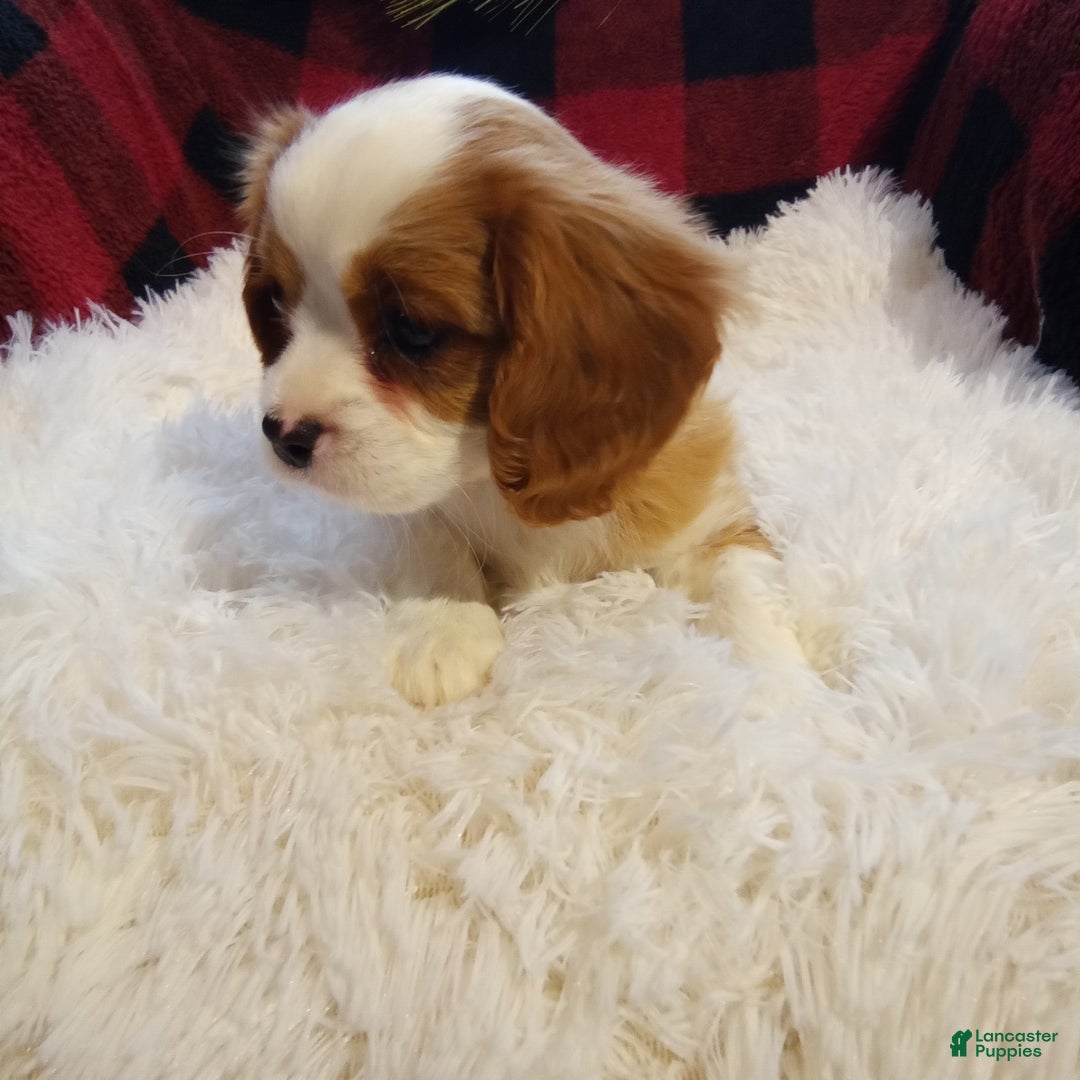 Cavalier King Charles Spaniel dogs for sale: Macy - Ad 10