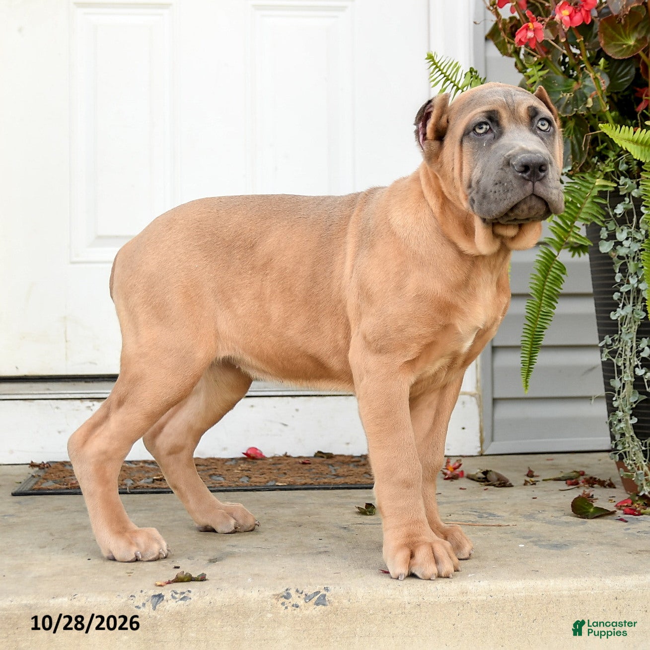 Cane Corso dogs for sale: Quincy - Ad 2