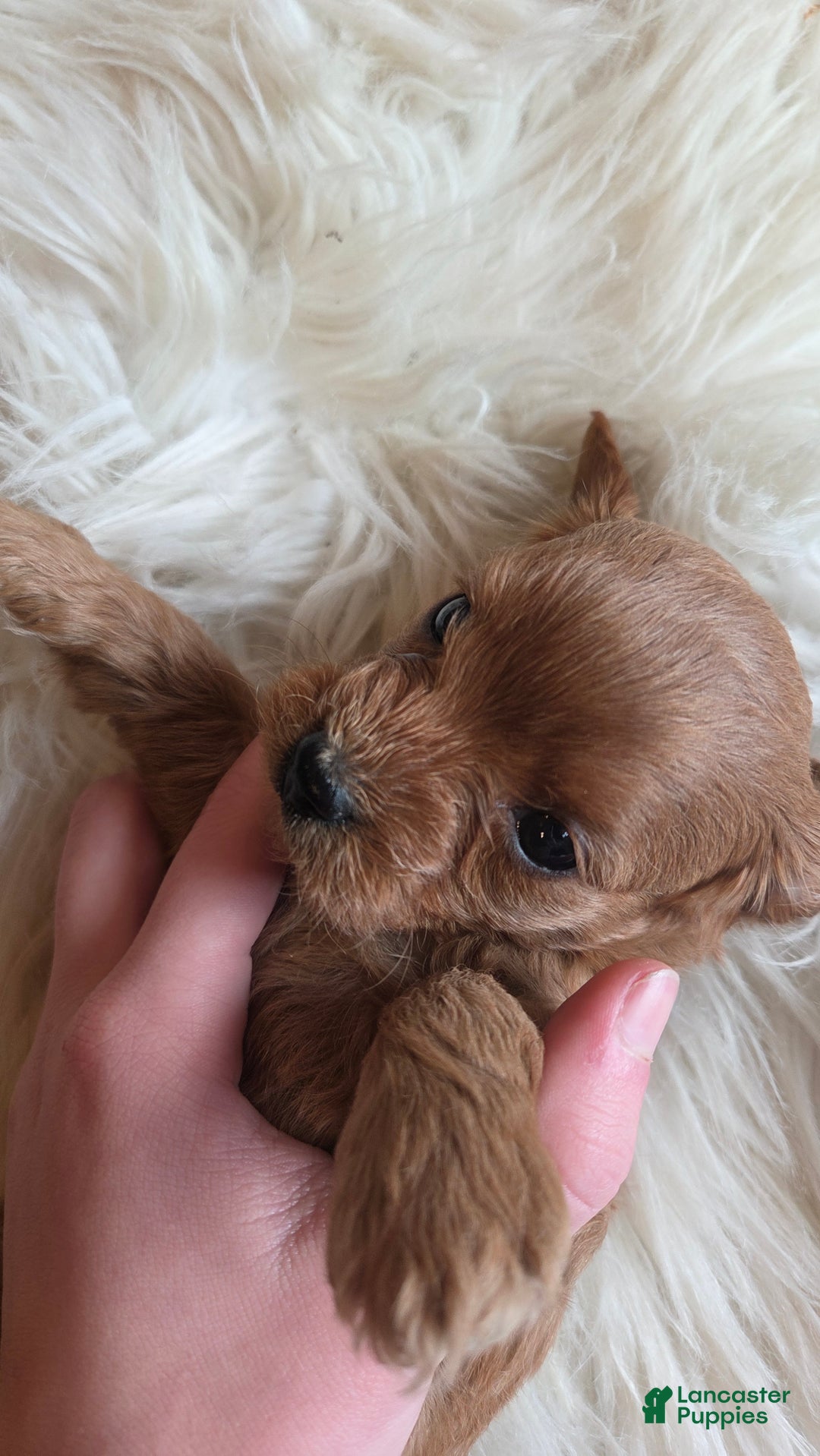 Cavapoo dogs for sale: Navaeh - Ad 7