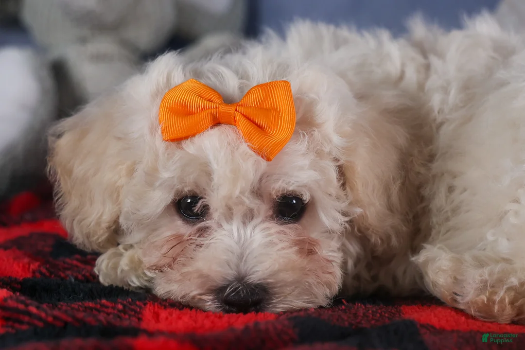 Bichon Frise dogs for sale: Darla - Ad 5