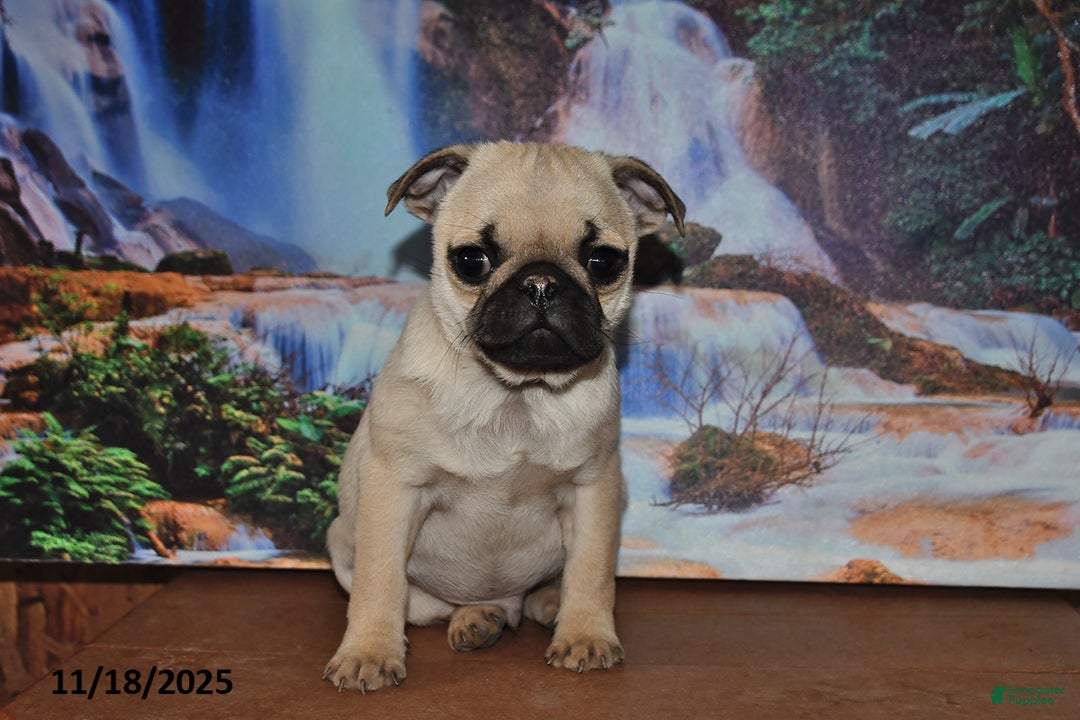 Pug dogs for sale: Rusty - Ad 1