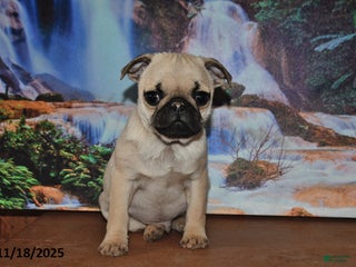 Pug dogs Rusty - Ad 16