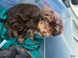 Yorkiepoo dogs Yorkiepoo Puppy 3 - Ad 1