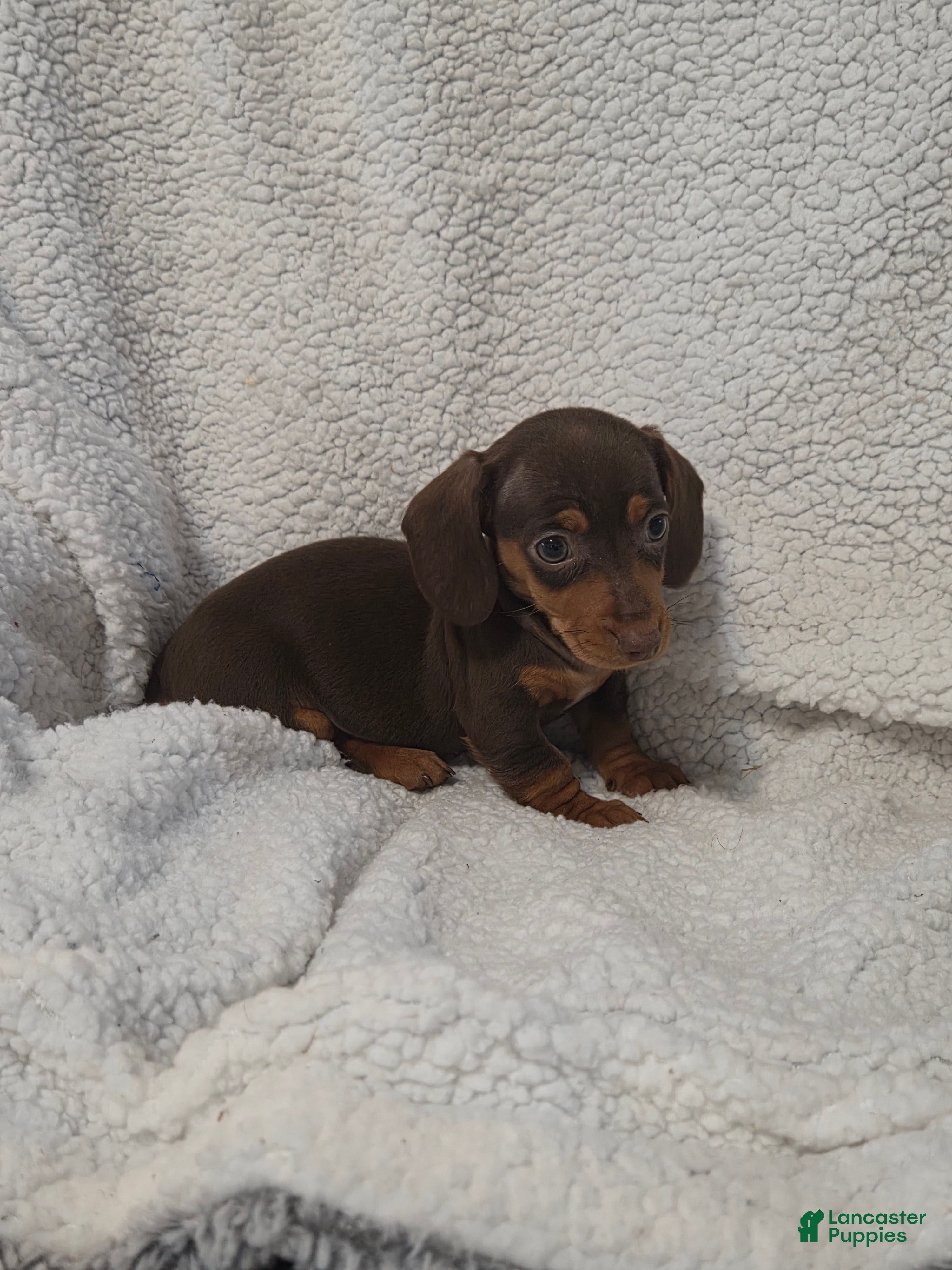 Miniature Dachshund dogs Miniature Dachshund Puppy 4 - Ad 32
