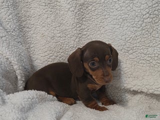 Miniature Dachshund dogs Miniature Dachshund Puppy 4 - Ad 32