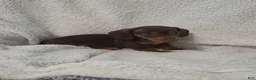 Miniature Dachshund dogs for sale: Miniature Dachshund Puppy 4 - Ad 1
