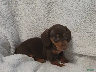 Miniature Dachshund dogs Miniature Dachshund Puppy 4 - Ad 22