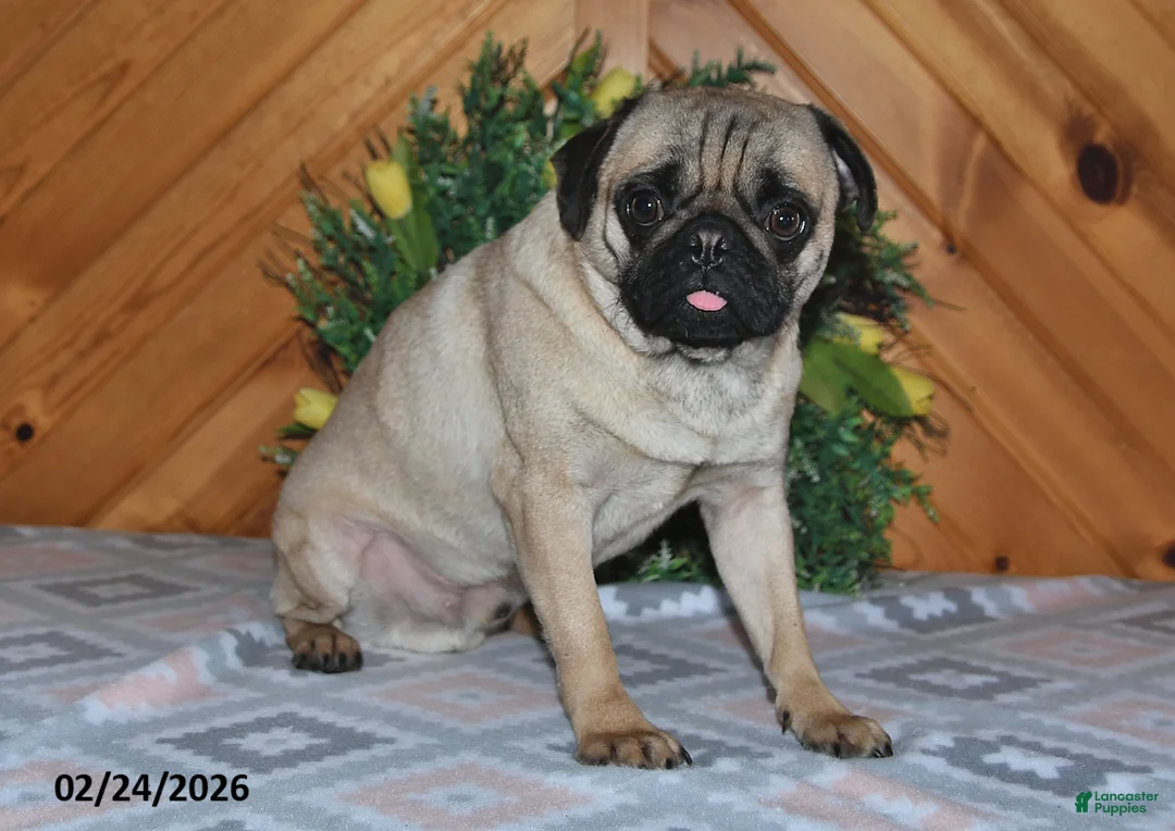Pug dogs for sale: Dolly - Ad 5