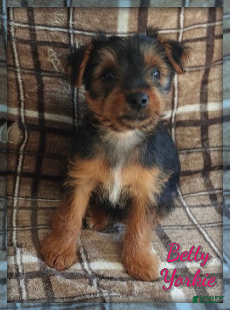 Yorkshire Terrier dogs for sale: Betty - Ad 1