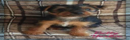 Yorkshire Terrier dogs for sale: Betty - Ad 1