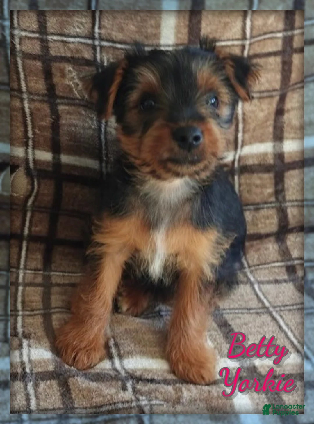 Yorkshire Terrier dogs for sale: Betty - Ad 1