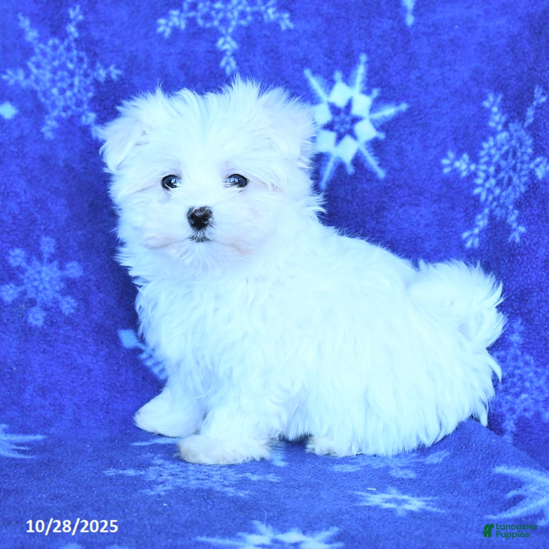 Maltese dogs for sale: Charles - Ad 2