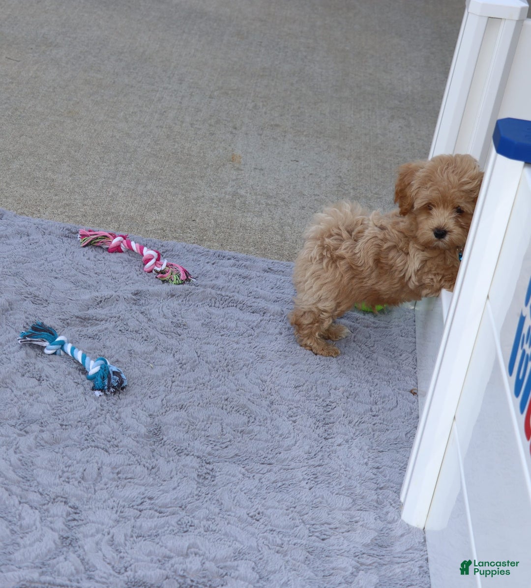 Havapoo dogs for sale: Chase 👨‍👨‍👦‍👦💞🐕 - Ad 18