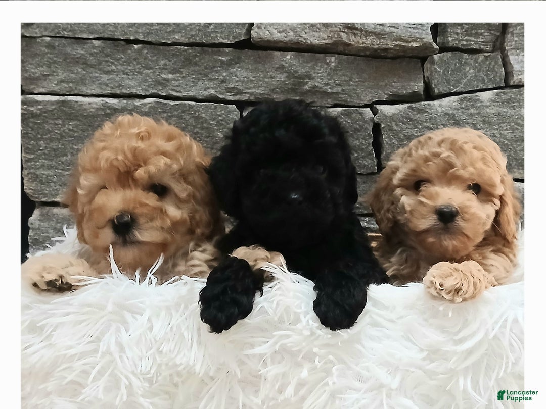 Miniature Poodle dogs for sale: Amber  - Ad 5
