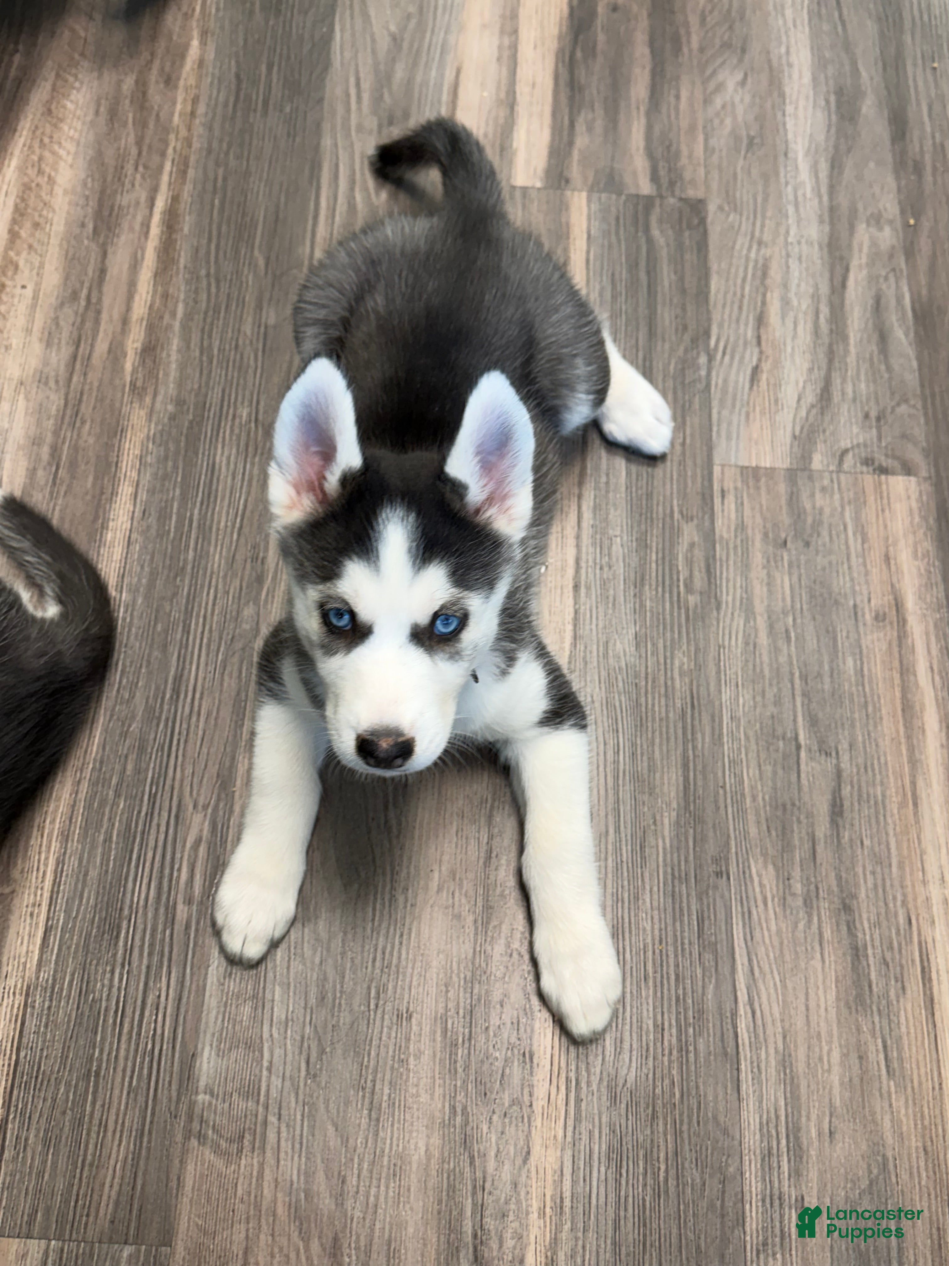 Siberian Husky dogs Siberian Husky Puppy 4 - Ad 8