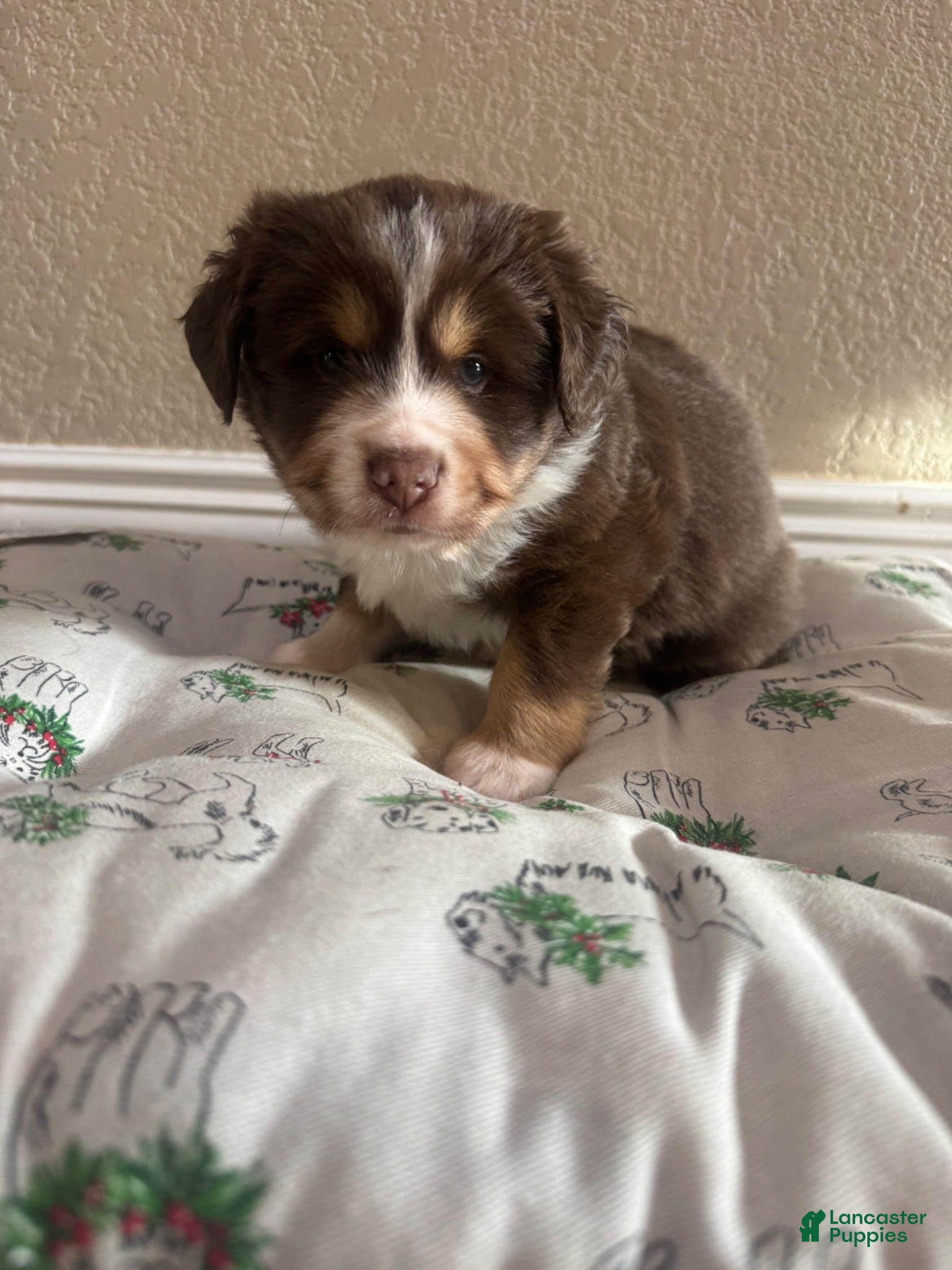 Australian Shepherd dogs Australian Shepherd 3 - Ad 11