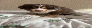 Australian Shepherd 3