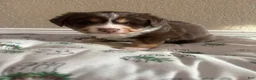 Australian Shepherd dogs for sale: Australian Shepherd 3 - Ad 1